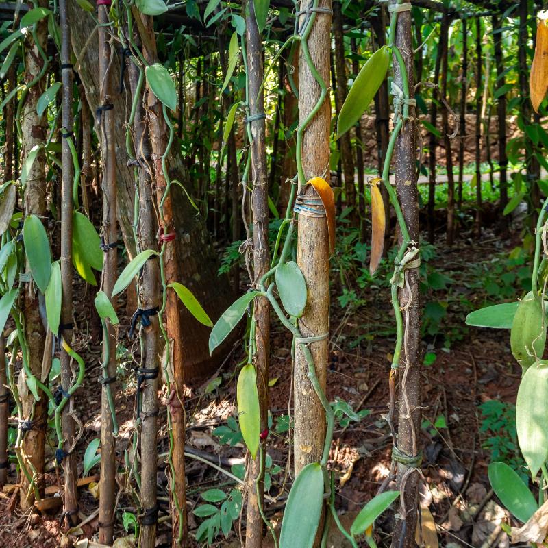 Vanilleplantage Sri Lanka